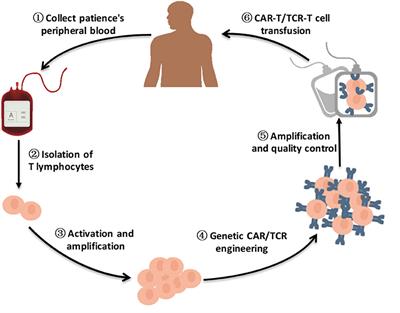 Engineered T Cell Therapy for Cancer in the Clinic